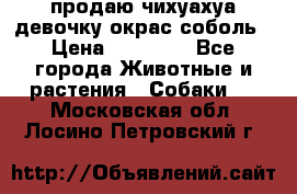 продаю чихуахуа девочку,окрас соболь › Цена ­ 25 000 - Все города Животные и растения » Собаки   . Московская обл.,Лосино-Петровский г.